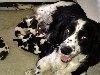 Springer spaniel puppies £380 ex... Picture