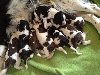 Springer spaniel puppies £380 ex... Picture