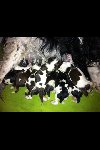 Springer spaniel puppies £380 ex... Picture