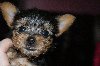 yorkshire terrier pup Picture