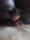 yorkshire terrier male pup for sale offer Dogs & Puppies