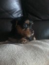 yorkshire terrier male pup for sale Picture