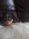yorkshire terrier male pup for sale Picture