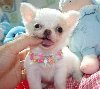 * Kc Reg *  *proven *Ultra Tiny! White Little Quality Chihuahua Boys and Girls Ready Now £400 due to offer Dogs & Puppies