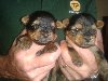 YORKSHIRE TERRIER offer Dogs & Puppies
