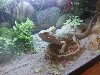 Bearded Dragon with full set up offer Reptiles