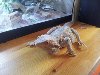 Bearded Dragon with full set up Picture