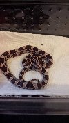 carolina corn snake hatchlings Picture