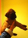 bullmastiff pups Kc reg Picture