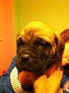 bullmastiff pups Kc reg Picture