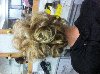 JACKIE OLIVER MOBILE HAIRDRESSER... Picture