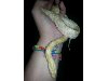 male butter corn snake Picture