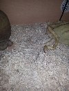 male butter corn snake Picture
