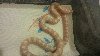 cb13 gorgeous corn snakes for sale  offer Reptiles