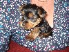 2 BOY yorkie pups Picture