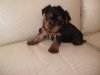 2 BOY yorkie pups Picture