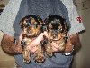 2 BOY yorkie pups Picture