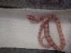 i have cb14 corn snake hatchling... Picture