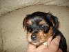 yorkie pups offer Dogs & Puppies