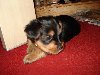 yorkie pups Picture