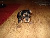 yorkie pups Picture