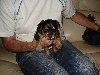 yorkie pups Picture