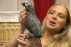  extremely talented african grey... Picture