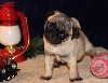 Beautiful Pug Puppies Picture