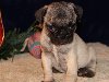 Beautiful Pug Puppies Picture