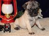 Beautiful Pug Puppies Picture