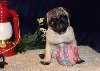 Beautiful Pug Puppies Picture
