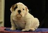 English Bulldog Puppies for Adop... Picture