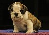 English Bulldog Puppies for Adop... Picture