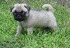 Cute pug pups ready now offer Dogs & Puppies