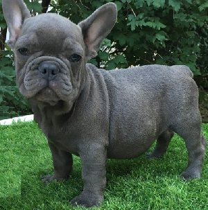 French Bulldogs. offer Dogs & Puppies
