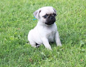  Registered Pug Pups offer Dogs & Puppies