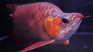 Buy Arowana fish Picture