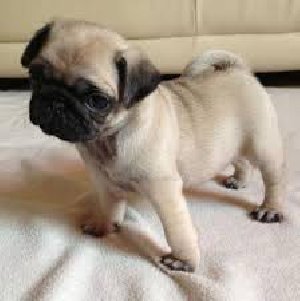 Affectionate Pug pup offer Dogs & Puppies