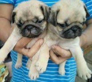 Affectionate Pug pup Picture