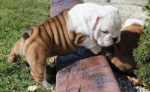 English Bulldog pups Picture
