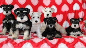 Miniature Schnauzer  offer Dogs & Puppies