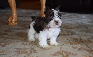 Miniature Schnauzer  Picture