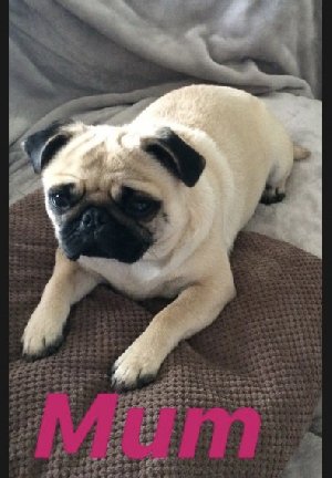 Ready Now pug puppie offer Dogs & Puppies