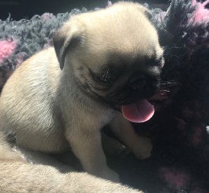 Ready Now pug puppie Picture