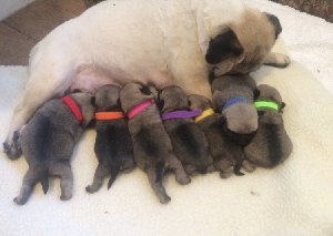 Ready Now pug puppie Picture
