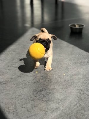 Ready Now pug puppie Picture