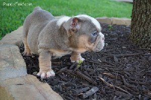  ENGLISH BULLDOG PUP offer Dogs & Puppies