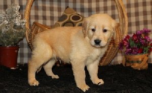 KC REG Golden Retrie offer Dogs & Puppies