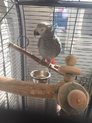 African grey parrot Picture