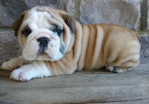 Kc English Bulldogs offer Dogs & Puppies